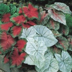 کالادیوم کاندیدوم